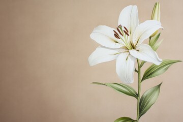 Fototapeta premium Elegant white lily in soft, muted background.