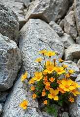 Vibrant calcite wildflowers bloom amidst grey limestone rocks, showcasing unique mountain flora, perennial, rocks, rough