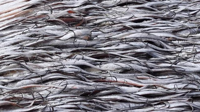 Processing raw fish in the Nazirartek dry fishing village at Cox's Bazar District.
