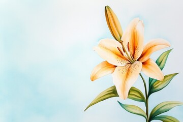 Fototapeta premium Delicate pale orange lily painting on soft blue background.