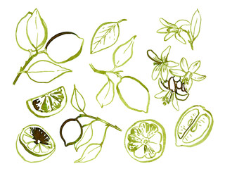 Watercolor hand drawn lemon branches set with lemons, leaves and flowers. Brush freehand style lines, sketch style. Can use as print, poster, invitation, greeting card, element design, textile, label.