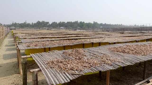 Small fish caught from the sea have been cleaned and placed on bamboo platforms to dry in the sun at Nazirartek, Cox's Bazar District.