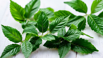 Close up of centella asiatica leaves highlighting health benefits