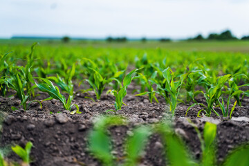 Fresh green sprouts of maize in spring on the field, soft focus. Growing young green corn seedling sprouts in cultivated agricultural farm field.