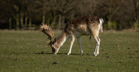  Fallow deer cervus dama in a meadow.grazing enjoying the warm spring time sun © © Raymond Orton