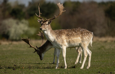  Fallow deer cervus dama in a meadow.grazing enjoying the warm spring time sun