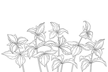 Bunch of outline Trillium grandiflorum or wakerobin flowers and leaf in black isolated on white background. 