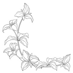 Corner bouquet of outline Trillium grandiflorum or wakerobin flowers and leaf in black isolated on white background.