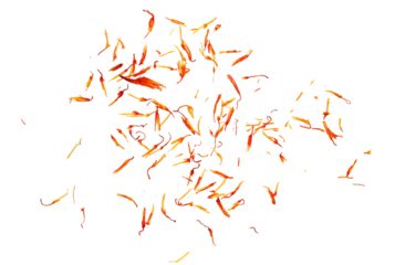 Safflower dry petals flying isolated on white, clipping path	