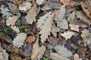 Old dry fall oak leaves on autumn forest ground	