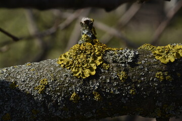 lichen on tree