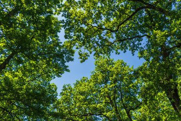 Fototapeta premium forest inside Val d'agri during the summer season, Val D'Agri, Basilicata
