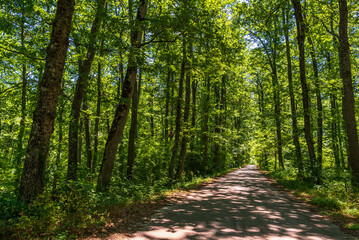 forest inside Val d'agri during the summer season, Val D'Agri, Basilicata