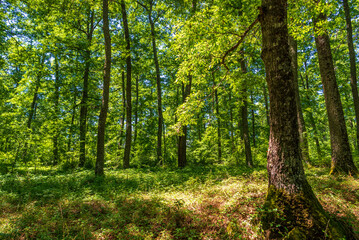 forest inside Val d'agri during the summer season, Val D'Agri, Basilicata
