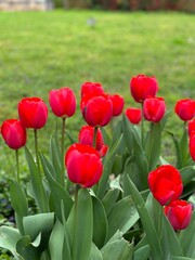 Red tulips in the flower bed