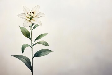 Elegant white lily, detailed botanical illustration.