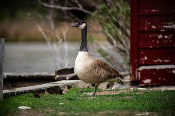 Canada goose on a pond