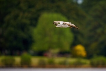 Seagull In Flight