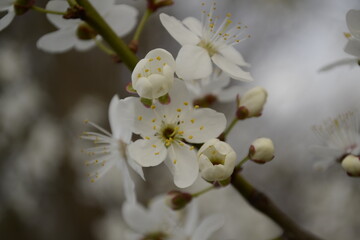 cherry blossom in spring