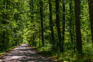 forest inside Val d'agri during the summer season, Val D'Agri, Basilicata