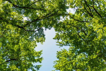forest inside Val d'agri during the summer season, Val D'Agri, Basilicata
