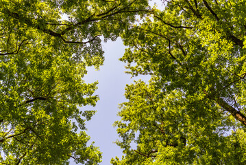 forest inside Val d'agri during the summer season, Val D'Agri, Basilicata