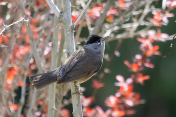 Karabaşlı ötleğen » Eurasian Blackcap » Sylvia atricapilla
