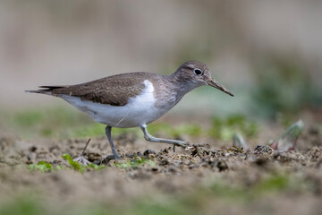 Dere düdükçünü » Common Sandpiper » Actitis hypoleucos