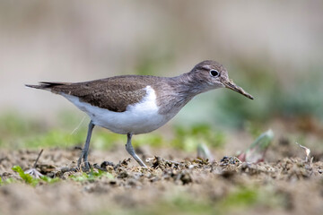 Dere düdükçünü » Common Sandpiper » Actitis hypoleucos