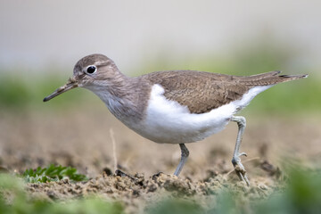 Dere düdükçünü » Common Sandpiper » Actitis hypoleucos