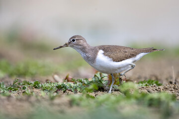 Dere düdükçünü » Common Sandpiper » Actitis hypoleucos