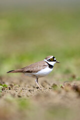 Halkalı küçük cılıbıt » Little Ringed Plover » Charadrius dubius