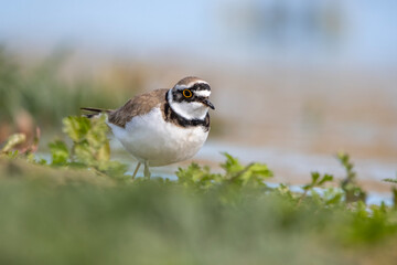 Halkalı küçük cılıbıt » Little Ringed Plover » Charadrius dubius