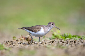 Dere düdükçünü » Common Sandpiper » Actitis hypoleucos