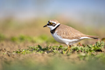 Halkalı k&uuml;&ccedil;&uuml;k cılıbıt &raquo; Little Ringed Plover &raquo; Charadrius dubius