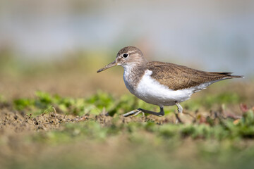 Dere düdükçünü » Common Sandpiper » Actitis hypoleucos