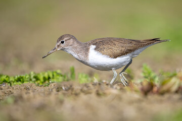 Dere düdükçünü » Common Sandpiper » Actitis hypoleucos