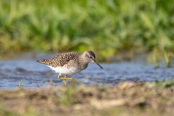 Dövüşkenkuş » Ruff » Calidris pugnax