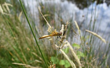 Libellule Sympétrum sanguin femelle (Sympetrum sanguineum) posée sur une herbe.	