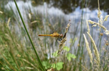 Libellule Sympétrum sanguin femelle (Sympetrum sanguineum) posée sur une herbe.	
