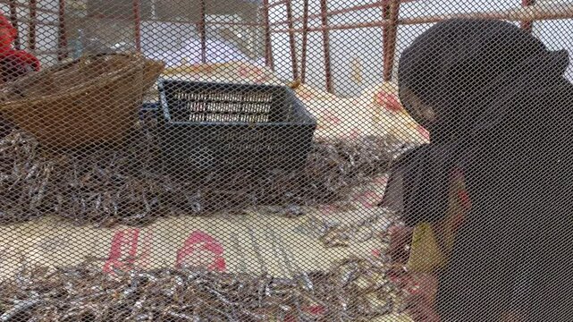 Some female workers are processing dried fish while maintaining hygiene and sitting in a netted house at Nazirartek, Cox's Bazar District.