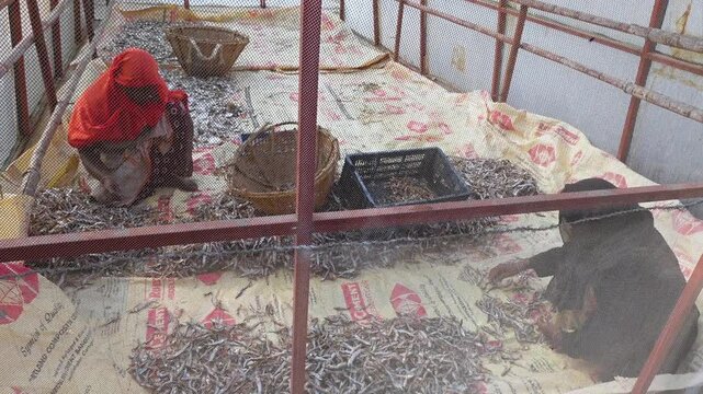Some female workers are processing dried fish while maintaining hygiene and sitting in a netted house at Nazirartek, Cox's Bazar District.