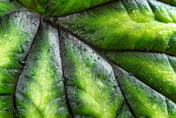 Leathery Alocasia baginda leaf with dragon scale texture
