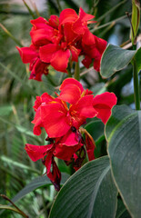 Blooming red canna flowers, tropical garden	