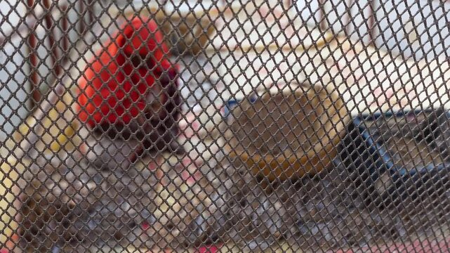 Some female workers are processing dried fish while maintaining hygiene and sitting in a netted house at Nazirartek, Cox's Bazar District.
