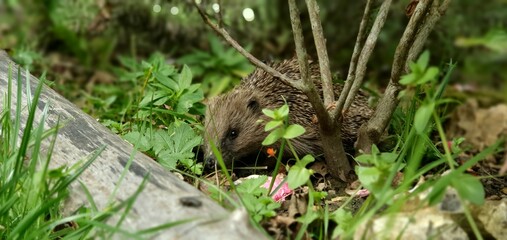 Hedgehog exploring a lush garden