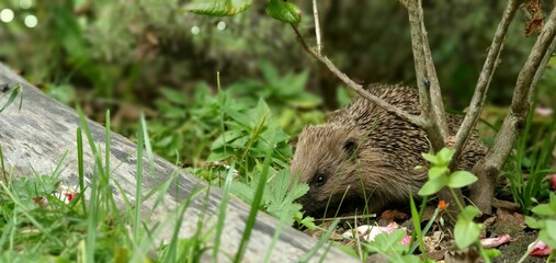 Hedgehog exploring a lush garden