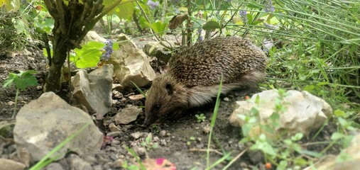 Hedgehog exploring a lush garden