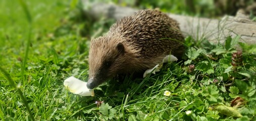 Hedgehog exploring a lush garden