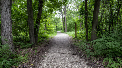 Fototapeta premium Forest Pathway With Gravel Path And Lush Green Trees
